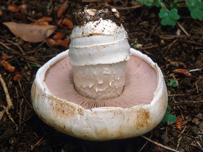 Agaricus bitorquis